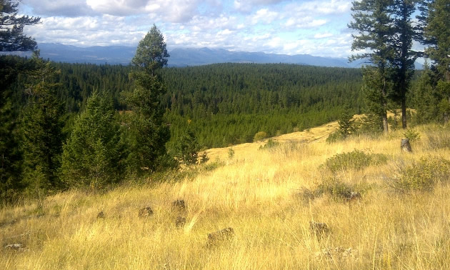 A view of the Sully property, near Fort Steele. 