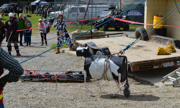 A woman is dressed as a cow and a barrel is shaped like a cow