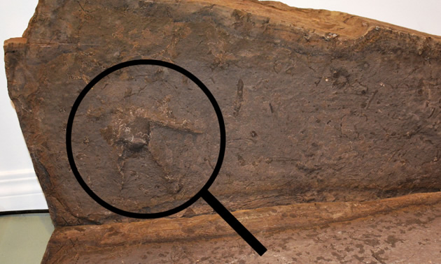 One of seven theropod (three-toed) dinosaur tracks now on display at Cranbrook History Centre.