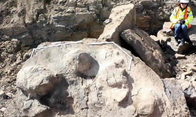 Fossils discovered in B.C. province, new regulations for mining companies put the fossils in Royal Museums and local history exhibits.