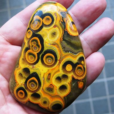 A photo of bumblebee jasper 