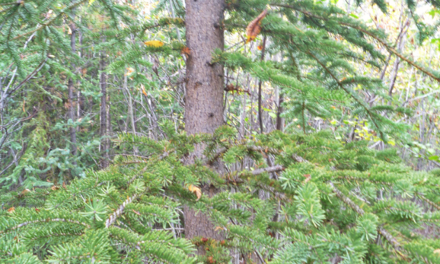 A typical tree sampled for biogeochemical analysis.