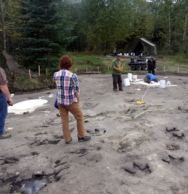 Fossils discovered in B.C. province, new regulations for mining companies put the fossils in Royal Museums and local history exhibits.