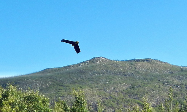 EBEE drone in flight.