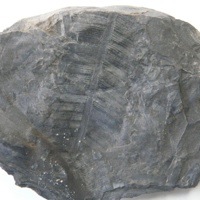 Discovery of fully intact, 80 million year old fossil