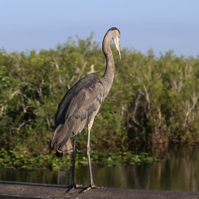 Syncrude settles blue heron court case
